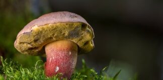 Czy borowik i prawdziwek to to samo?