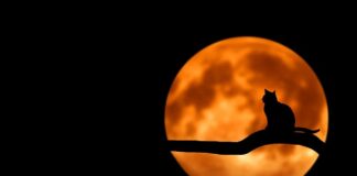 Po czym kot ma odruch wymiotny?