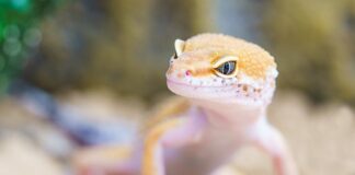 Czy gekony mogą ugryźć?