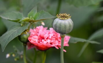 Jaki jest najgorszy narkotyk?