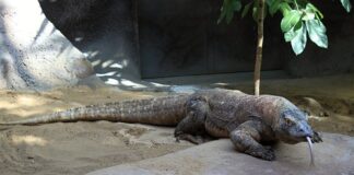 Czy waran z Komodo jest jadowity?