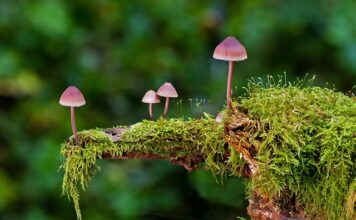 Czy wysyp grzybów oznacza wojnę?