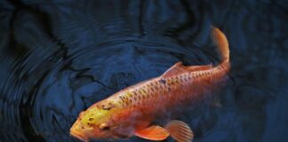 Jaki karp Lepszy duży czy mały?