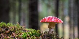 Jaki grzyb leczy raka?
