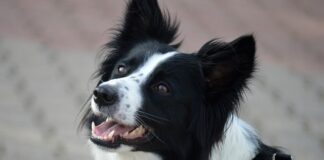 Jaka rasa psów nie linieje?