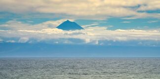 Jak uspokoić gryzące się psy?