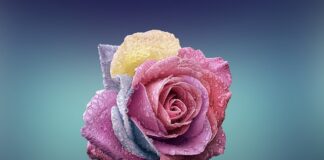 Co lepsze płatki żytnie czy owsiane?