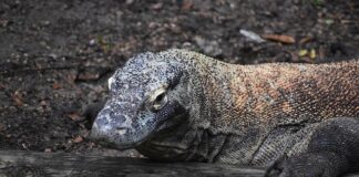 Co to jest kryza u kota?