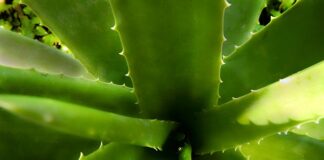 Ile jodu ma gruszka?