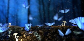 Czy da się wyhodować grzyby leśne?