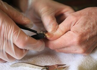 Czy można samemu obciąć kotu pazury?