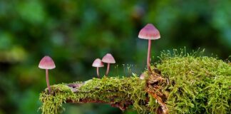 Ile trzeba zjeść grzybów żeby mieć fazę?