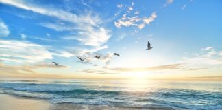 Czy można dać ptakom groch?