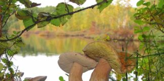 Jak zrobić grzybnię w domu?