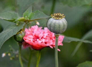 Co to za narkotyk Andrzej?