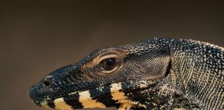 Czy waran z Komodo to dinozaur?