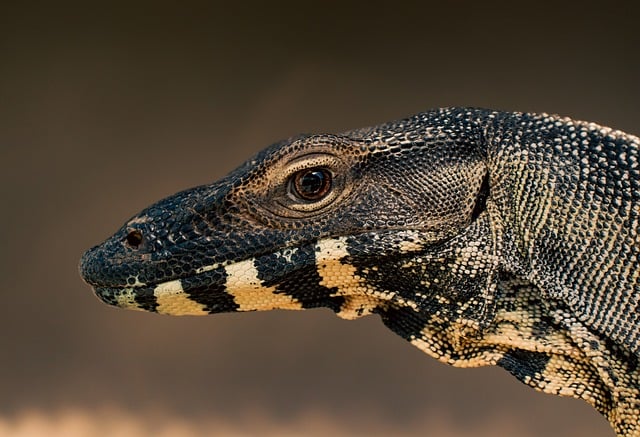 Czy waran z Komodo to dinozaur? Czy waran z Komodo to dinozaur?