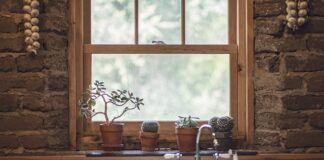 Jak podawać czosnek gołębiom?