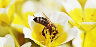 Czy jajecznica ma niski indeks glikemiczny?