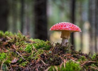 Czy grzyb szatan po ugotowaniu jest trujący?