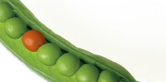 Kiedy sadzić groch do gruntu?