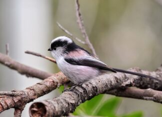 Co pić zamiast energetyka?