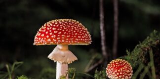 Czy od grzyba można chorować?