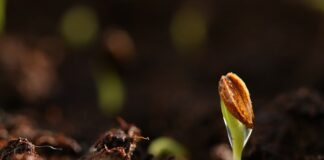 Czy połówki grochu z kiełkują?