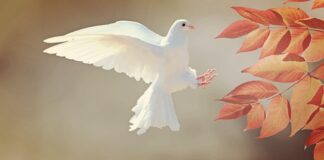 Ile żyje gołąb w domu?